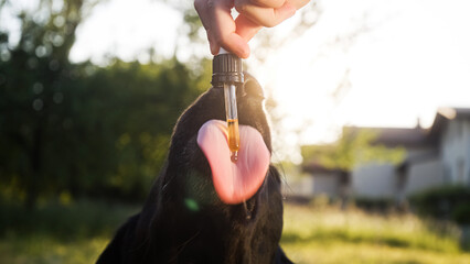 Dog licking a dropper filled with CBD oil from hand with sun flare