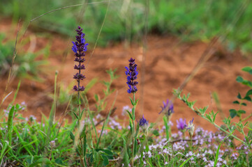 lavender in the field