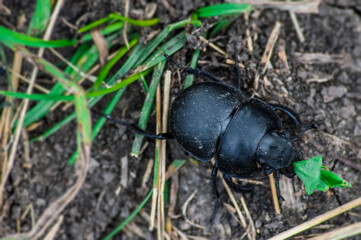 black beetle on the ground