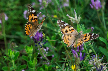 butterfly on flower