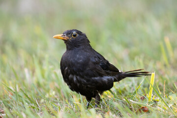 blackbird in the grass