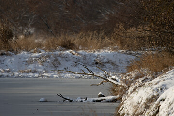 The Vistula river in winter