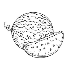 Linear sketches of a summer watermelon and halves of a dietary berry.Vector graphics.	