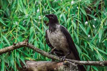 Fototapeta premium bird on a branch