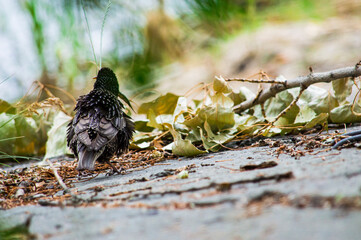 sparrow on a branch