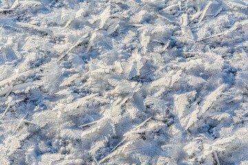 Beautiful lush sparkling snow crystals in the form of snowflakes and feathers with an unusual pattern. Texture of snow and ice crystals. Winter abstract background
