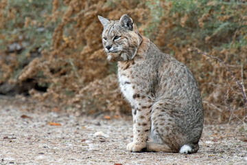 Bobcat (Lynx rufus)