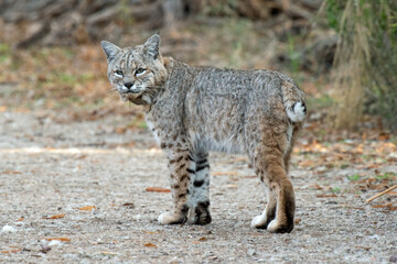 Bobcat (Lynx rufus)
