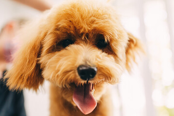 Portrait of a cheerful ginger dog in a grooming salon.