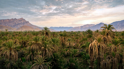Fototapeta na wymiar Palm Grove Oasis in the Draa Valley, Morocco
