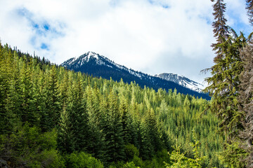 Forest and mountains scene in British Columbia, Canada