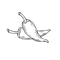 Chili pepper linear sketch.Vector graphics.