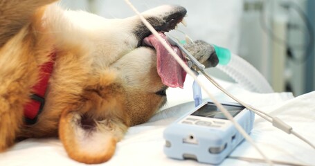 Beautiful welsh corgi dog in anesthesia for surgery. The dog lies on the table with a tube in his...