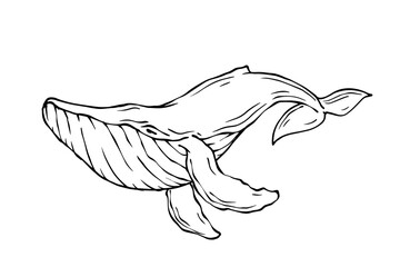 Line sketch of an aquatic whale mammal.Vector graphic.