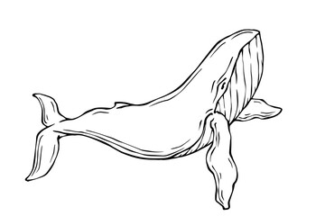Line sketch of an aquatic whale mammal.Vector graphic.