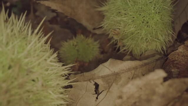 Chestnuts on the ground on dry leaves of the forest, inside their green shells with the tips like sea urchins.