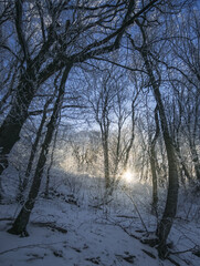 Winter landscape in the forest and the low dawn sun breaks through the forest thicket between tree trunks, on a snowy sunny day in a forest in the mountains