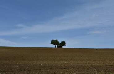 Feld mit zwei Bäumen am Horizont