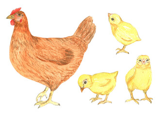 chiken set.  Watercolor cute animal.  Watercolor cute bird. Hand painting postcard isolated white background. birds.