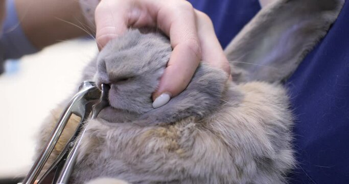 A veterinarian performs dental treatment on a rabbit. An assistant holds a decorative rabbit in her arms while the veterinarian checks the teeth in the mouth using a mouth expander.