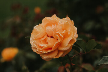 Santa Barbara, California, USA, Old Mission Santa Barbara Rose Garden