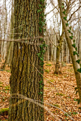Las wiosenną zimą  © Marcin