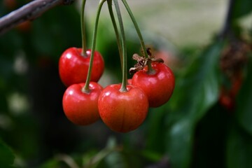Hell-Rote Kirschen am Baum