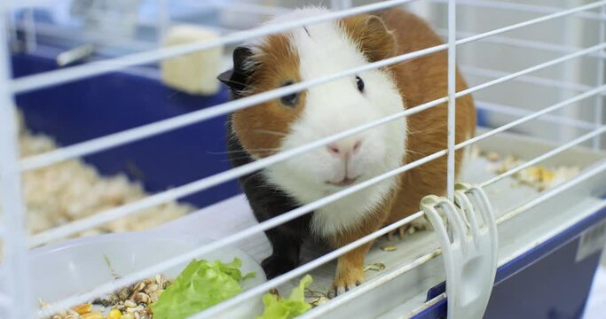 Funny guinea pig chews lettuce leaf while sitting in a cage in a veterinary clinic. Guinea pig eats juicy green lettuce leaves with appetite. Exotic pets concept.