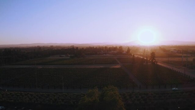 Sunrise Over Vineyard