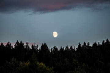 The Moon over the coniferous forest