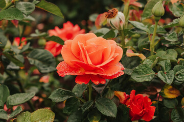 Obraz premium Santa Barbara, California, USA, Old Mission Santa Barbara Rose Garden