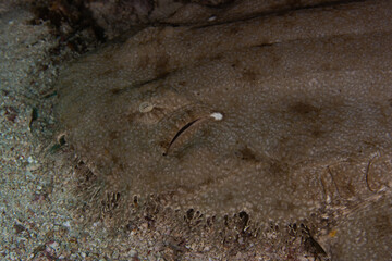 Tasselled Wobbegong in Raja Ampat