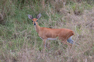 Naklejka na ściany i meble Impala antelope in the Kruger national park