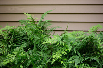 Ferns by the wall