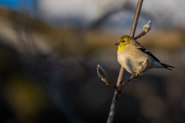 goldfinch in a tree 