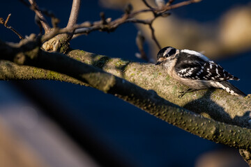woodpecker in a tree 