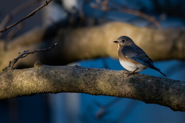 bluebird on a branch