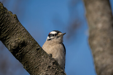 spotted woodpecker