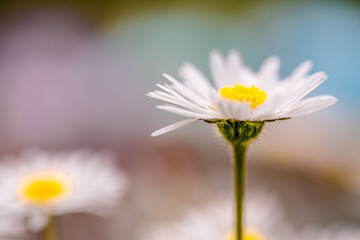 Daisy flower close up with others in soft focus, full screen Ideal desktop background or for positive, uplifting nature concepts.