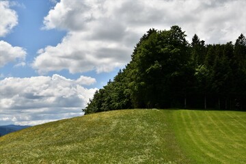 Tannenbäume mit Wiese