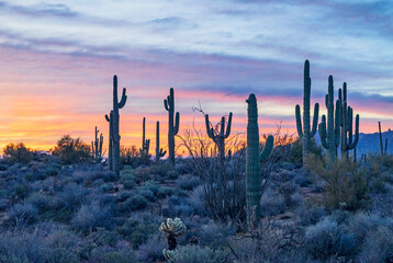 Desert Sunrise  Sonoran Desert Landscape In Arizona © Ray Redstone
