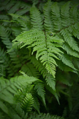 Green Leafy