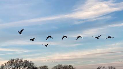 geese in flight at sunset