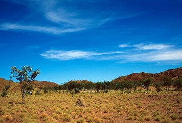 Fototapeta na wymiar Landscape with red hills, yellow grass, termite mound and blue sky - Kimberley, Western Australia