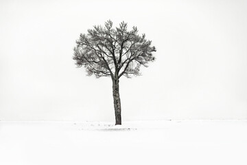 Fototapeta na wymiar A Lonely Tree in the Winter Landscape (Generative AI)