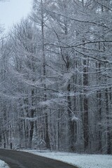 winter forest in the snow