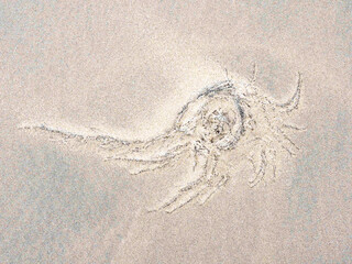 Close-Up Of Sea Weed On Sand. Dried seaweed in the sand of Matosinhos beach