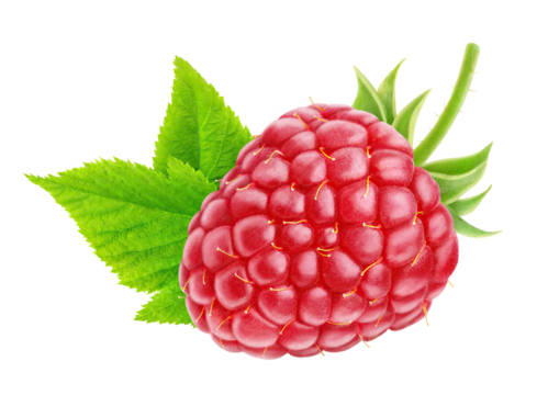 One rasberry fruit leaf cut out