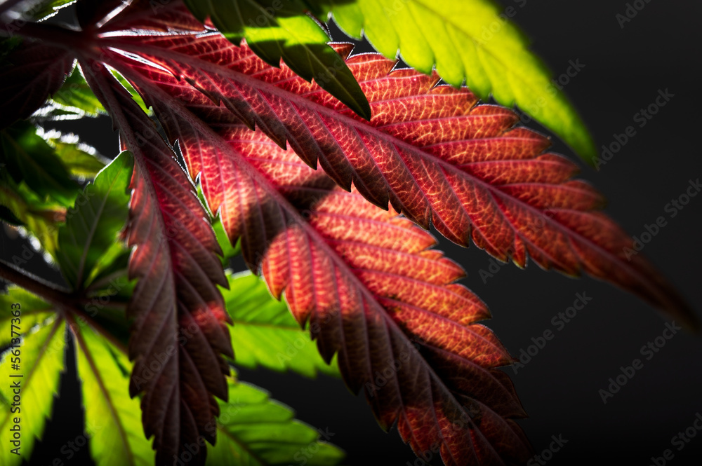 Wall mural marijuana leaf background