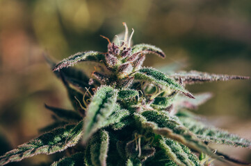 cannabis weed bud trichomes
